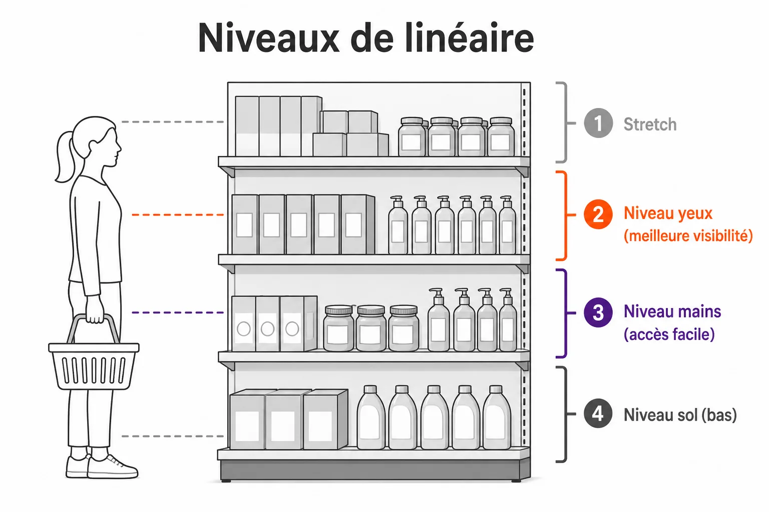 Coupe d'une gondole face à un client : niveau stretch au-dessus de la tête, niveau yeux en orange (meilleure visibilité), niveau mains en violet (accès facile), niveau sol en gris.